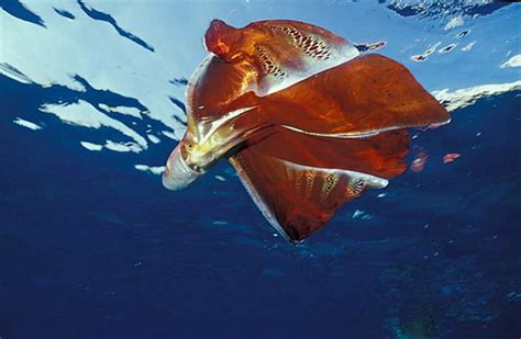 24 Blanket Octopus Facts Reproduction Habitat Predators Food Etc