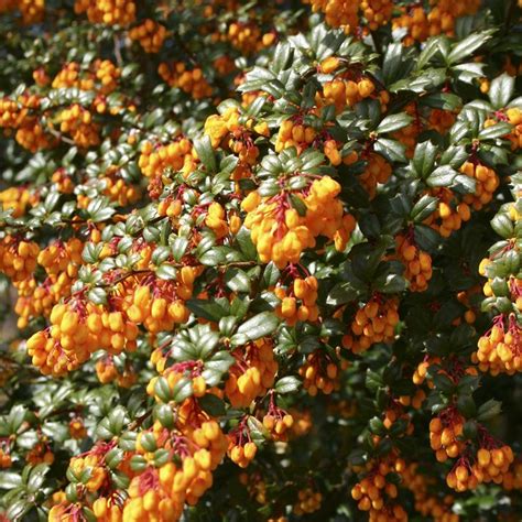 Berberis Nana Japanese Barberry Compact Hardy Evergreen Bushy Flowering