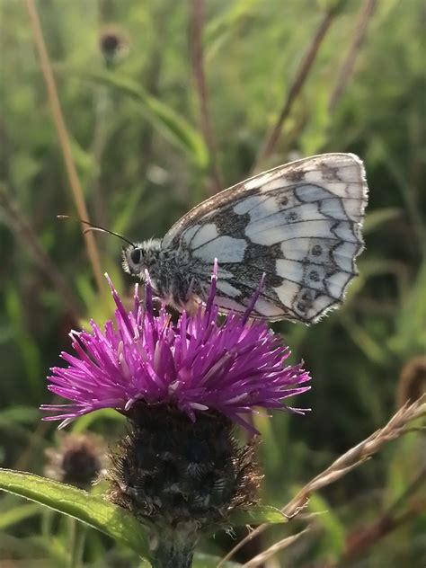 Marbled White Butterfly Sdnpa South Downs National Park Authority