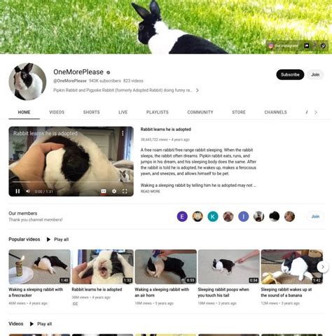 6 Best Rabbit Youtube Channels Interested Videos