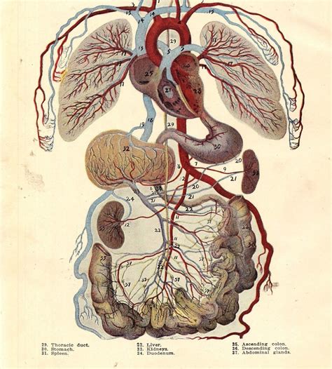 Veins of the body and the. Vintage Human Anatomy Circulatory System 1920s Original ...