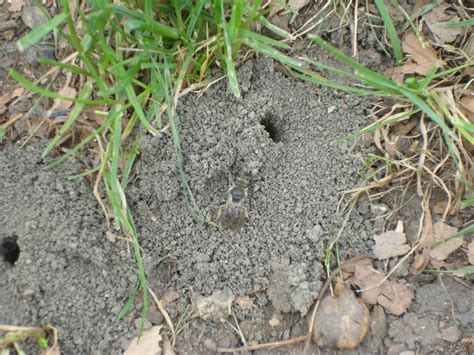 Is an event that that occurs in the scar bivouac after the scar team has successfully set up camp and stopped the mordrem migration. Katie's Kitchen Garden: Ground bees!