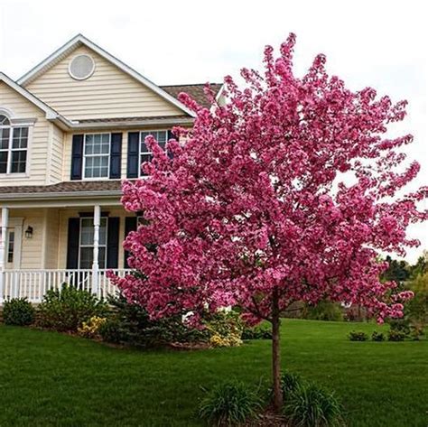 Crab Apple Tree Bursts Into Many Delicate Flowers In Varying Colors Of