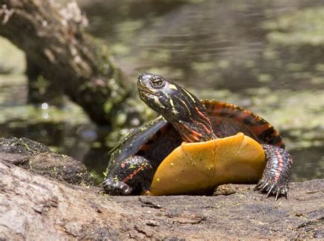 Filepainted Turtle Wikipedia