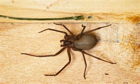 9 Signs Of Brown Recluse Infestation