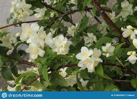 White Jasmine Flowers Bloom In Summer In The Garden After Rain Stock