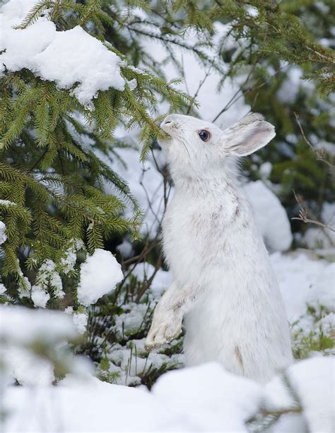 Getawildlife Snowshoe Hare 4 By Les Piccolo Snowshoe Hare Animals