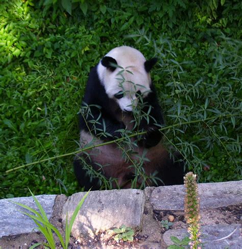 Panda Monium At The National Zoo Wtop News