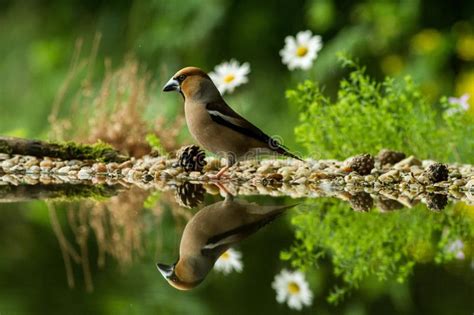 Hawfinch Sitting On Lichen Shore Of Water Pond In Forest With Beautiful