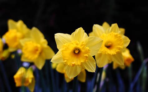 Download Wallpaper 3840x2400 Daffodil Flowering Yellow