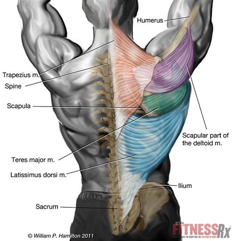 Name Of Muscles In Upper Back I Finished Massage Therapy Training