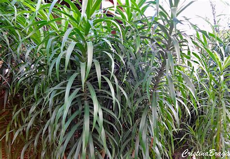 Slow growing ornamental plan can grow in partial or full sun. Dracena Anita - Dracaena reflexa Anita - Flores e Folhagens