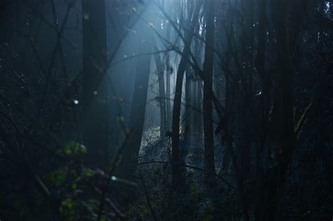 Dark Scary Forest Wallpaper 64 Images