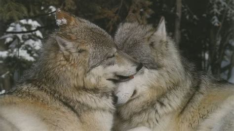 White Wolf 15 Animal Couples That Prove True Love Exists