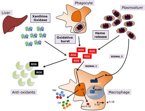 Frontiers Oxidative Stress And Pathogenesis In Malaria