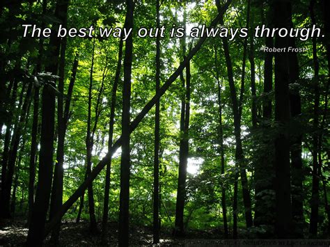 Sometimes We Cant See The Forest For The Trees Provocative Quotes