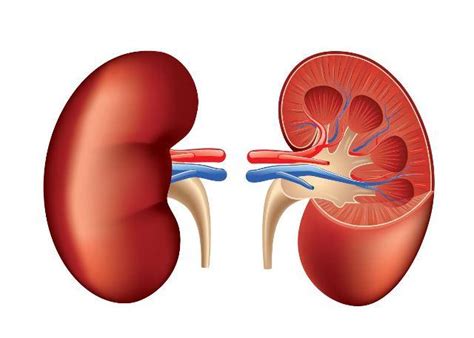 The underlying renal disease should be treated and risk factors and nephrotoxic substances (e.g., the use pathophysiology of chronic kidney disease. Renal Disease Market Global Market by Treatments, Causes ...