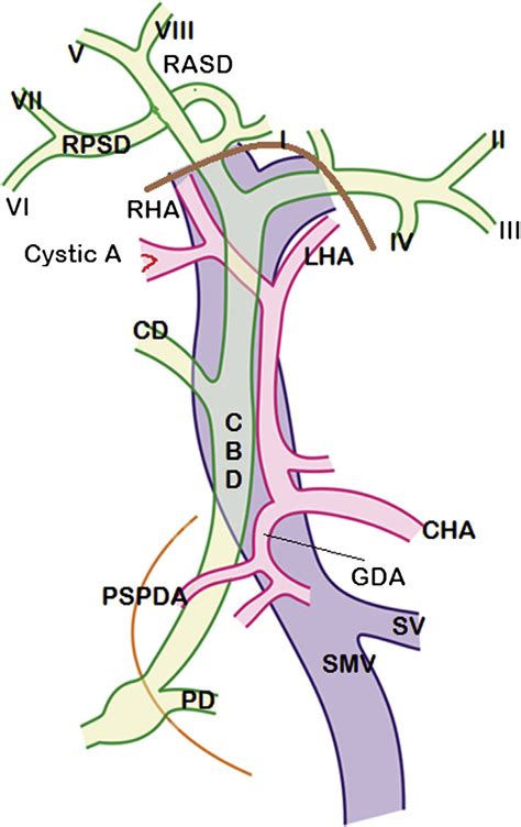 Anatomy Of Bile Duct System