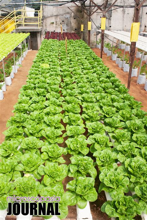 You will be surprised when you get into the strawberry farm. Visit Malaysia 2015: Big Red Strawberry Farm, Cameron ...