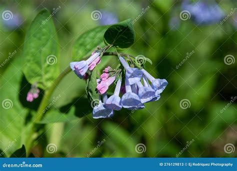 Blooming Bluebells Stock Image Image Of Bluebells Illinois 276129813