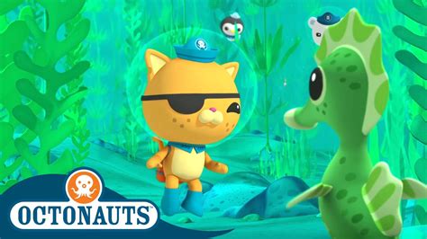 Octonauts Seahorse Tale And The Lost Sea Star Cartoons For Kids