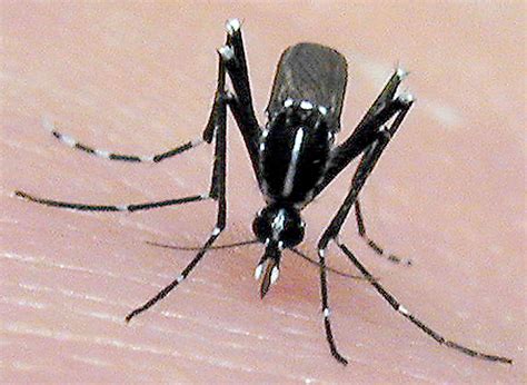 Floridas Mosquito Season How To Protect Yourself From Mosquito Borne