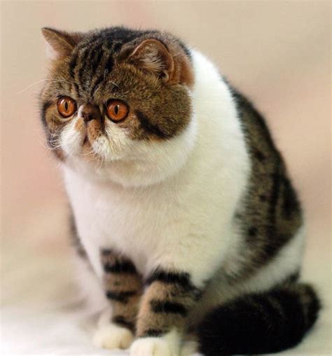 Find the perfect exotic shorthair cat stock photos and editorial news pictures from getty images. Exotic Shorthair cat | DinoAnimals.com
