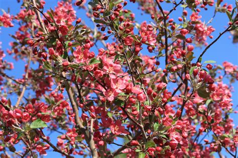 What Is A Crabapple Tree