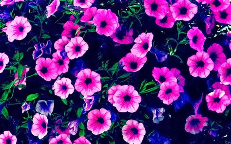 Beautiful Pink Flowers Beautiful Desktop Wallpapers 2014