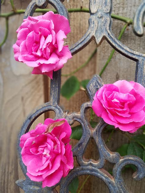 Pink Roses Bud Flower Flowers Garden Rosebud Hd Phone Wallpaper