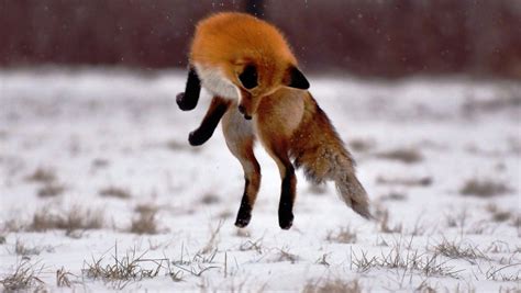View and download for free this cool fox wallpaper which comes in best available resolution of 2560x1600 in high quality. Fox Wallpapers Free - Wallpaper Cave