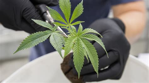 It's legal. In Canada, recreational marijuana gets green light | MPR News