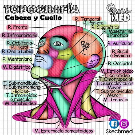 Topograf A De Cabeza Y Cuello Anatom A Anatom A M Dica Anatomia Y
