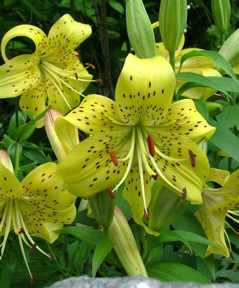Asiatic Lily Pearl Jennifer Asiatic Hybrid Hardy
