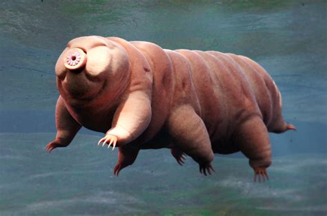 New Species Of ‘water Bear Discovered In Japanese Parking Lot Cute