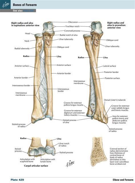 Forearm Bone Anatomy