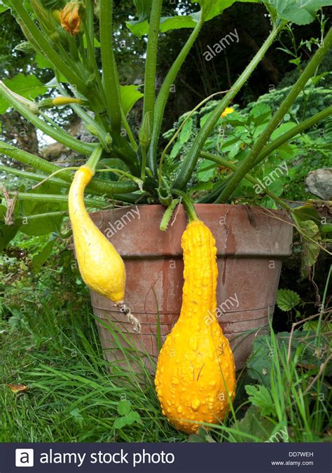 Find deals on products in gardening tools on amazon. Yellow Summer Squash Stock Photos & Yellow Summer Squash ...