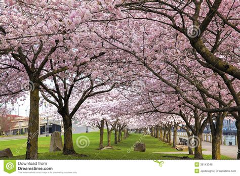 Flowering trees trees and shrubs trees to plant garden trees garden plants myrtle tree lagerstroemia red tree warriors. Rows Of Cherry Blossom Trees In Bloom Stock Photo - Image ...