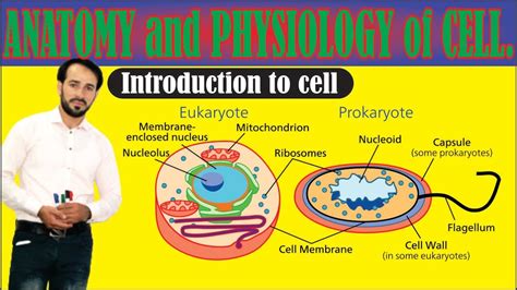 What Is Cell Anatomy And Physiology Of Cell Structure And Functions