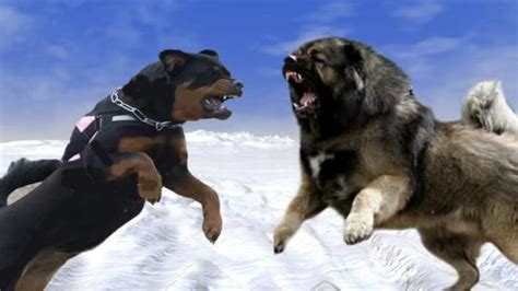 In order to deal with barking issues, you first need to identify the reasons why your german how to get your german shepherd and cat coexist peacefully. Caucasian vs Rottweiler - which is more aggressive?