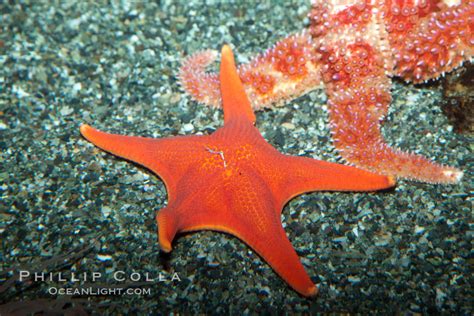 Unidentified Sea Star 27205 Natural History Photography
