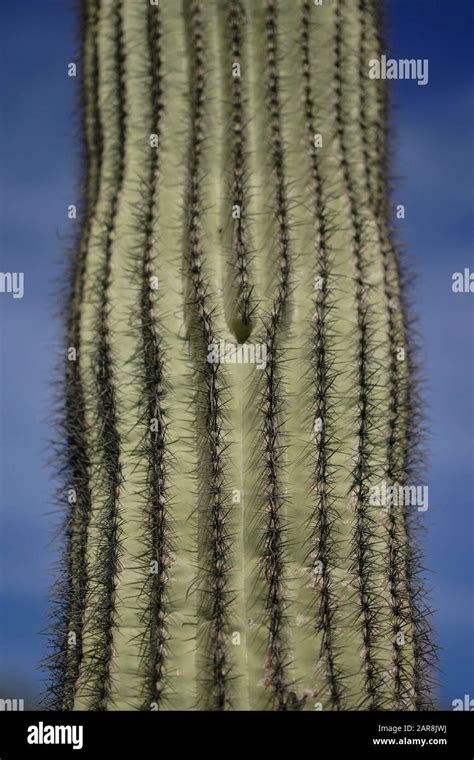 Saguaro Cactus Up Close Hi Res Stock Photography And Images Alamy