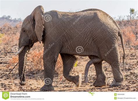 Six legged Mammal stock image. Image of safari, african - 33594589