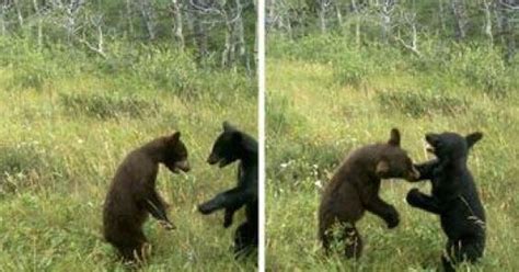 Bear Cubs Caught Wrestling By Waterton Wildlife Camera Photo
