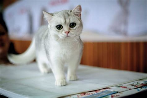 cutest cat breeds  kittens readers digest