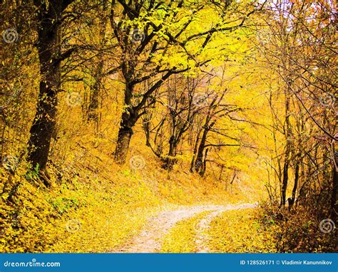 Autumnal Forest Road Stock Image Image Of Trees Road 128526171