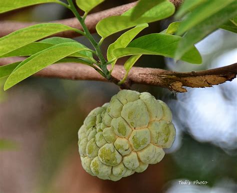 Atis The Very Flavorful Fruit Sugar Apple Is The Fruit Of Flickr