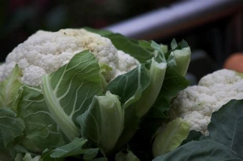 Maybe you would like to learn more about one of these? 21 Vegetables that can grow in partial shade