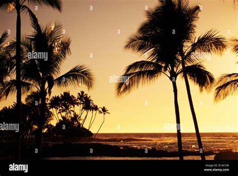 Hawaii Big Island Mauna Lani Resort Ocean And Silhouetted Palm Trees