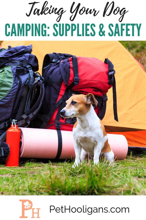 Taking Your Dog Camping Supplies And Safety Pet Hooligans Dog